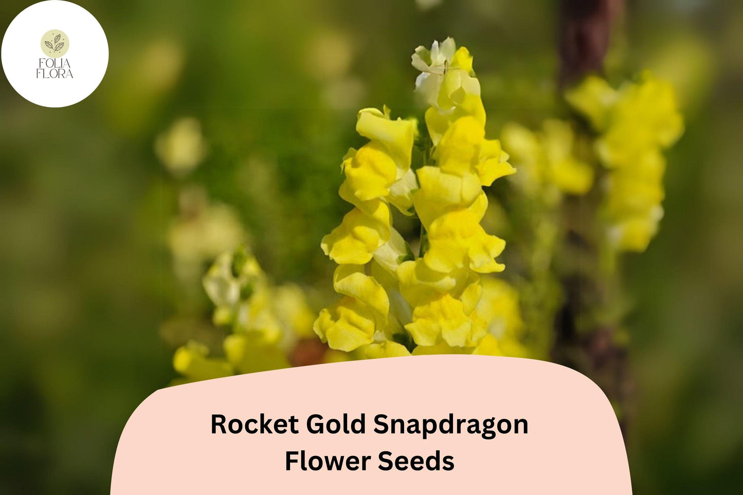 Antirrhinum majus Rocket Gold Snapdragon Seeds – 1000+ Bright Golden-Yellow Blooms for Garden & Cut Flowers