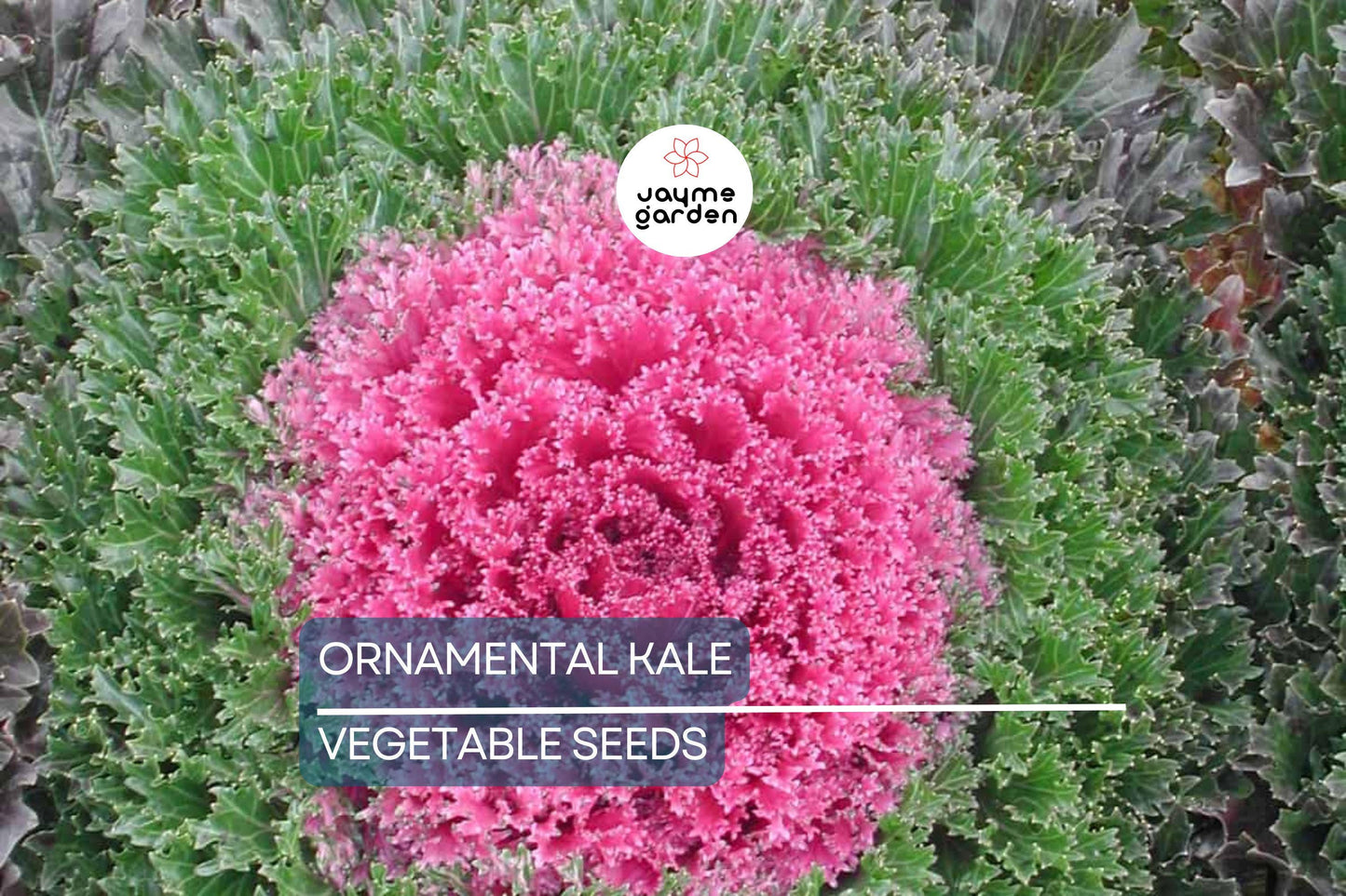 50 Ornamental Kale Seeds – Non-GMO Heirloom, Free Shipping, Decorative Garnish