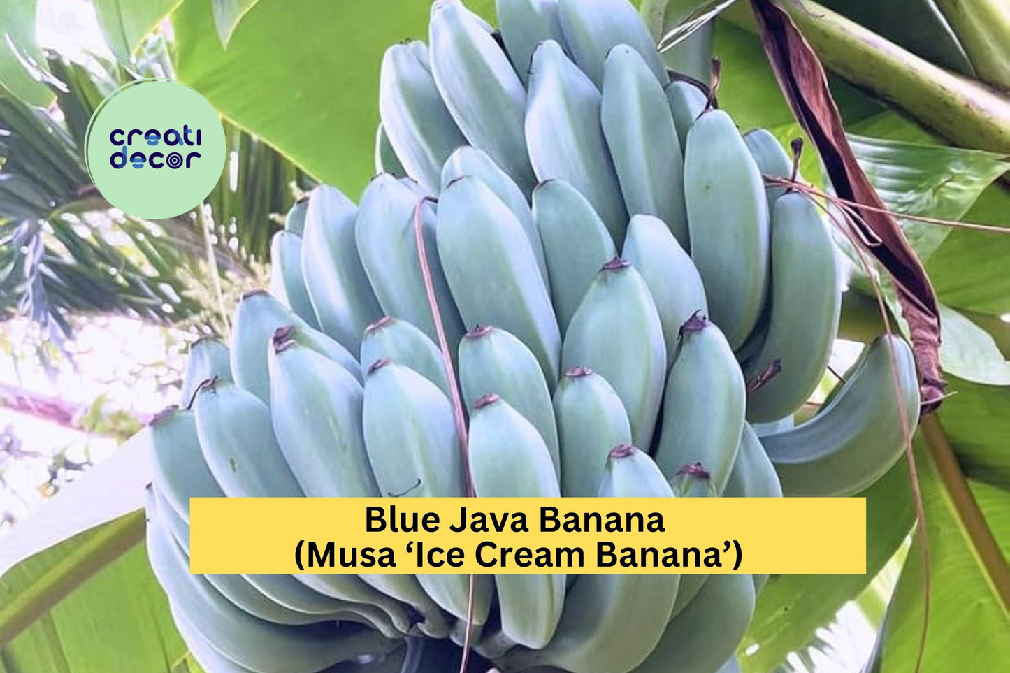 Blue Java Banana Plant | Musa ‘Ice Cream Banana’ Rooted Starter | Live Tropical Fruit Tree for Outdoor Garden or Container
