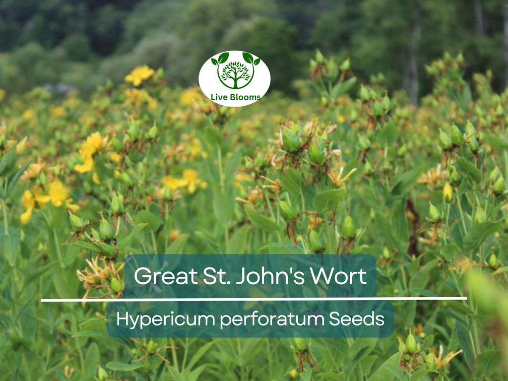 1000 Seeds Great St. John's Wort, Hypericum Perforatum, Yellow Herb Perennial, Non-GMO Herb, Easy-Grow for Gardens