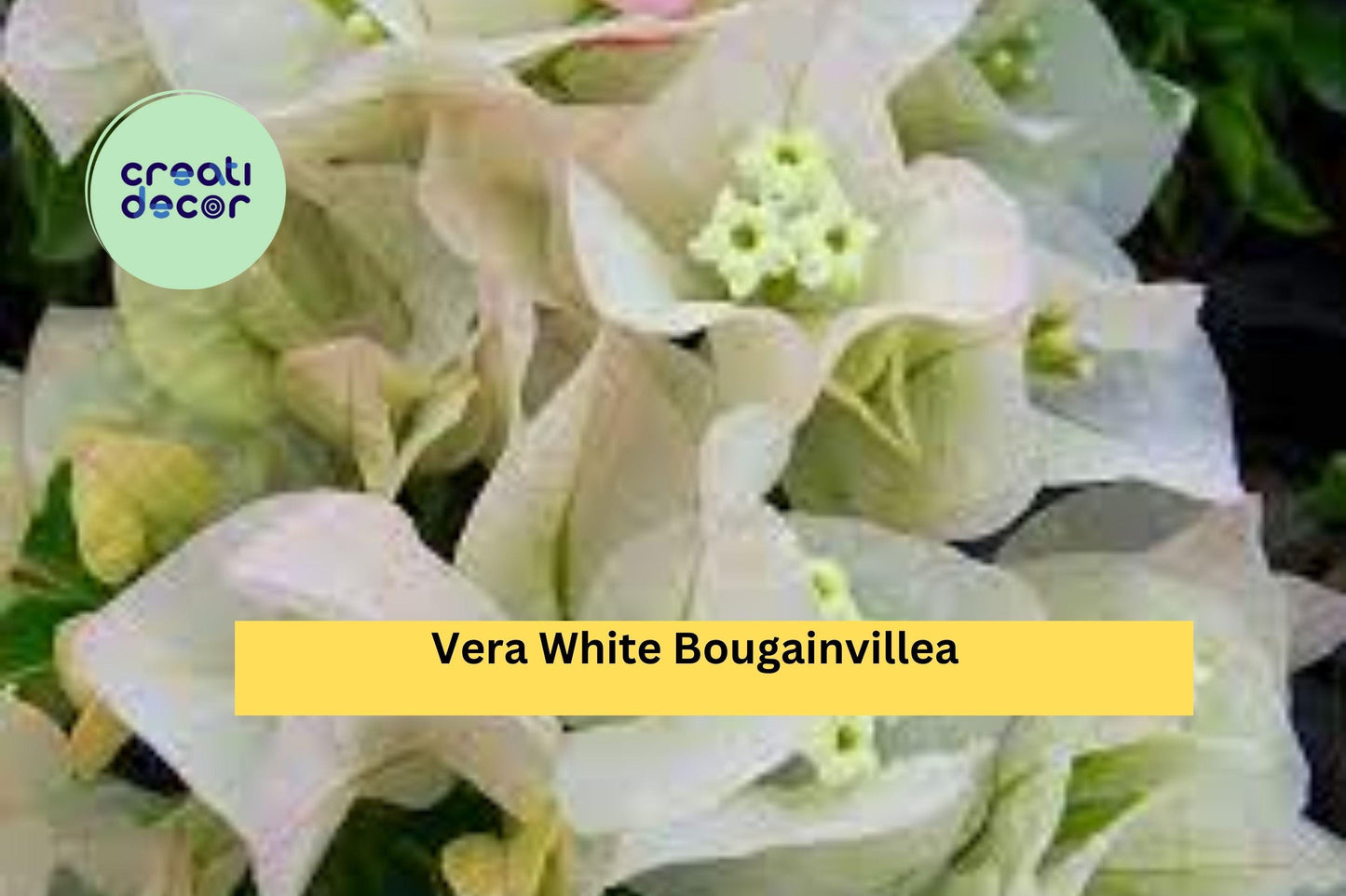 Vera White Bougainvillea | Live Rooted Starter Plug Plant | Tropical Flowering Vine for Trellis, Patio, Fence, or Container Garden