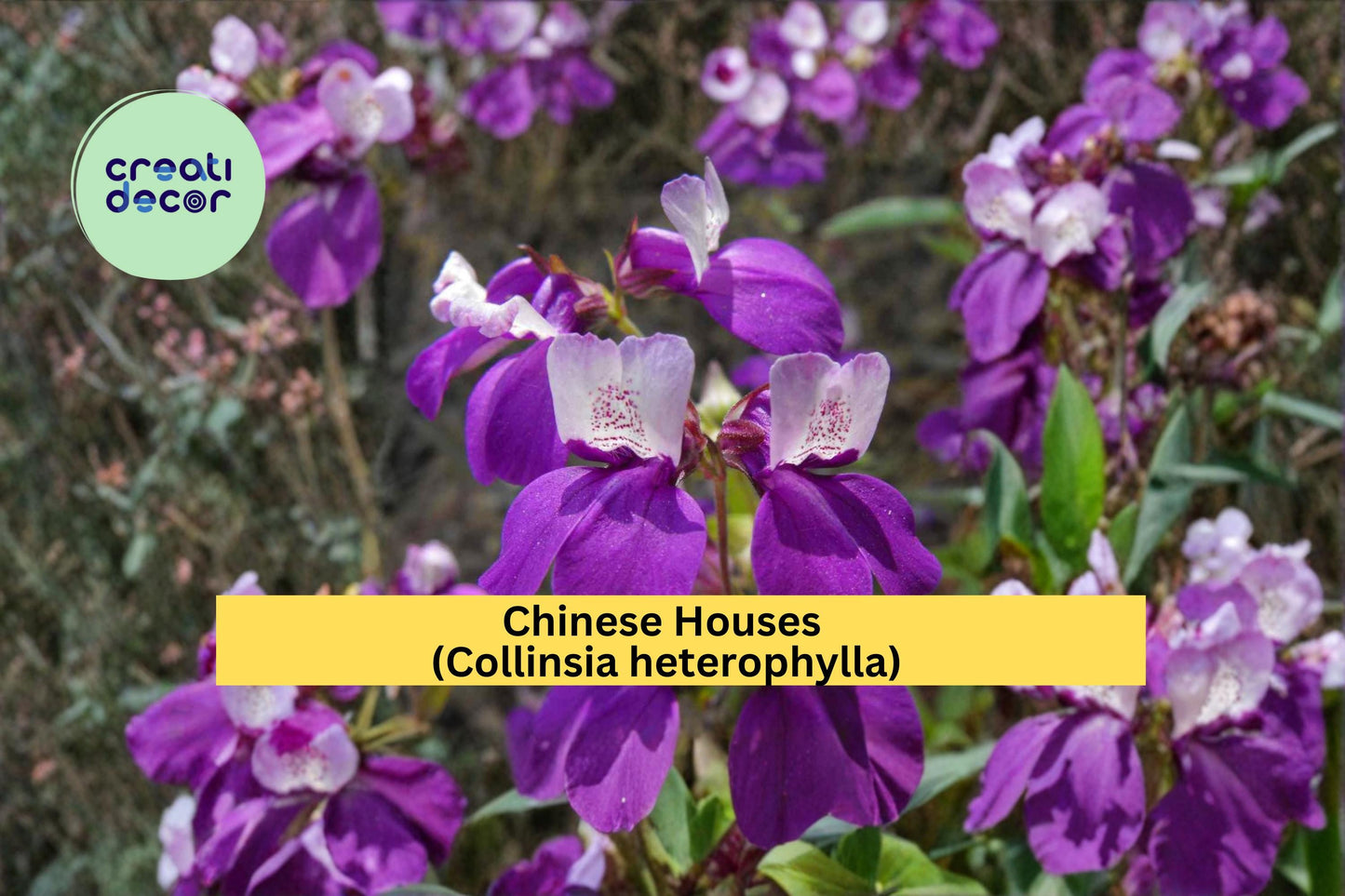 Chinese Houses Seeds Collinsia heterophylla 100 Count Colorful Spring Wildflower Garden Plant Seeds