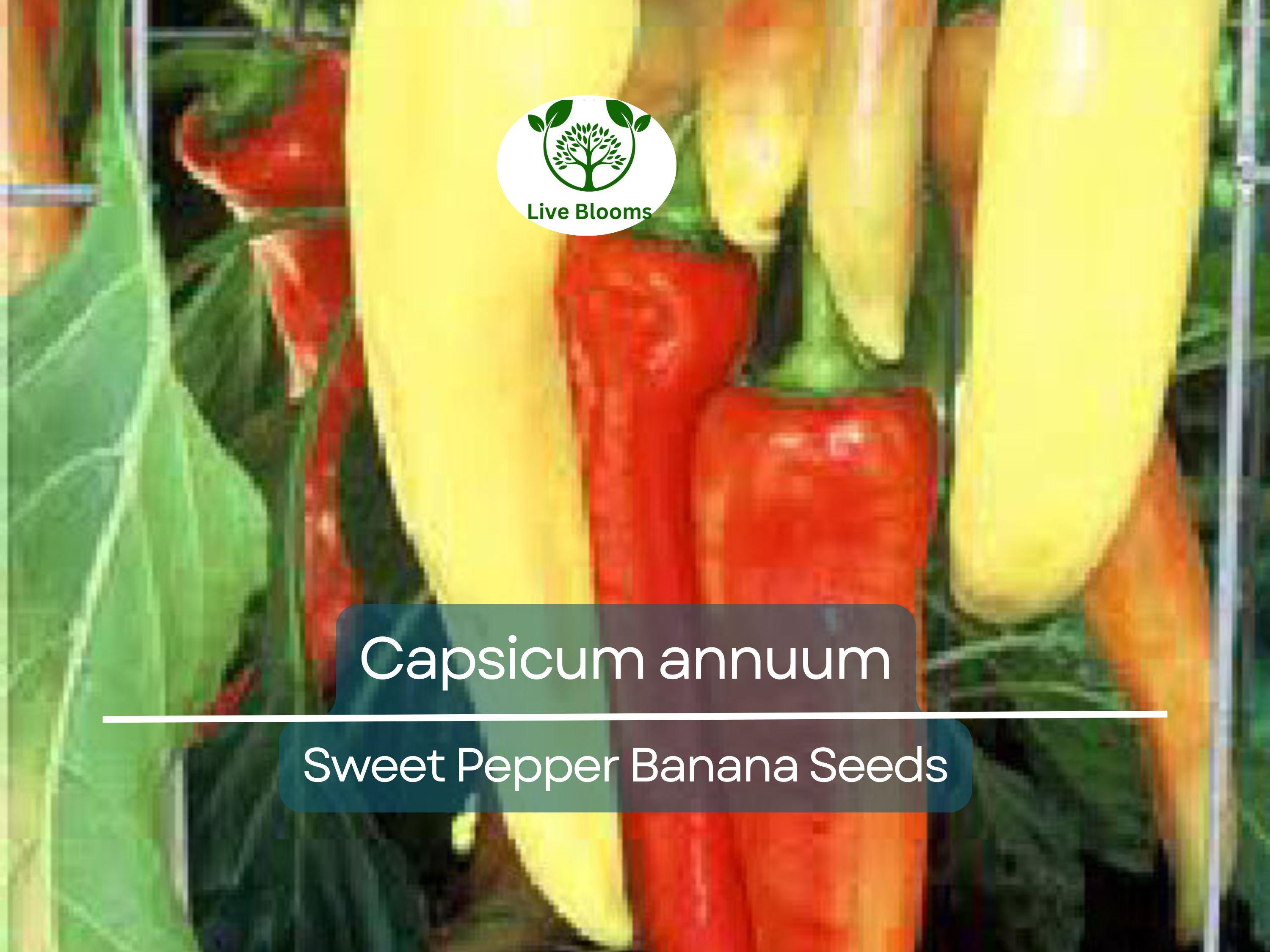 30 Seeds Sweet Pepper Banana (Capsicum annuum) – Mild, Fruity Banana Pepper for Planting, Ideal for Salads, Salsas & Pickling