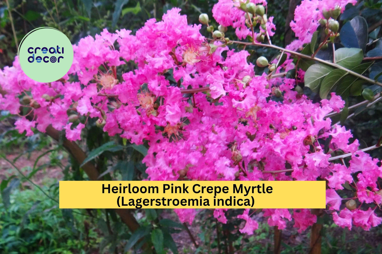 Pink Crepe Myrtle Trees (2 Live Plants) – Heirloom Lagerstroemia indica – Rooted Flowering Cuttings for Garden & Landscape