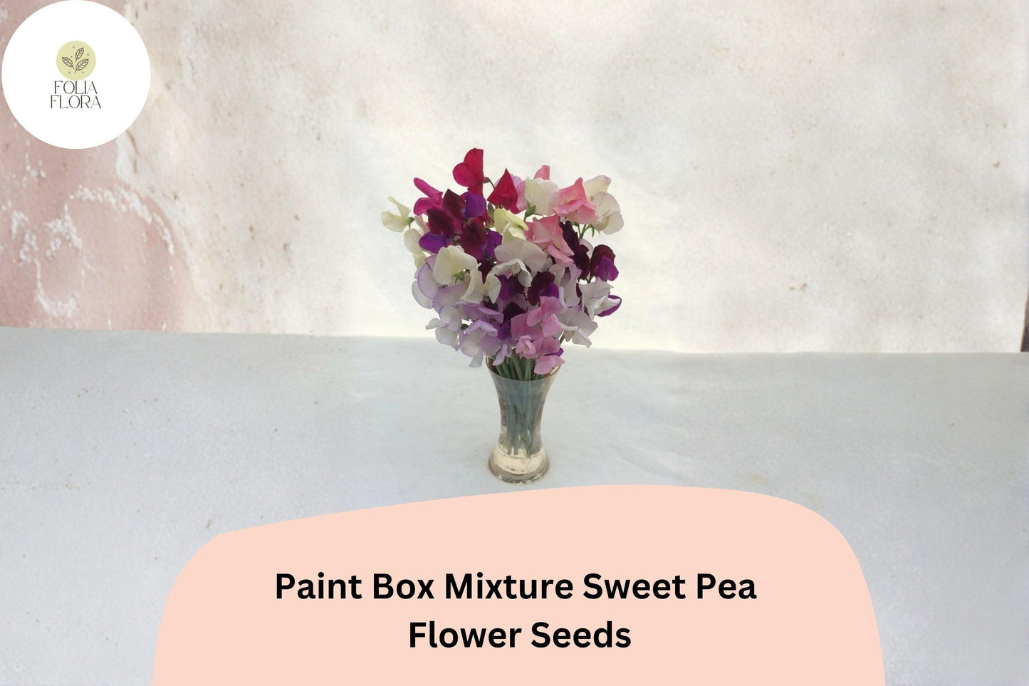 Paint Box Mixture Sweet Pea Seeds | Lathyrus odoratus Mixed Color Blooms Garden Planting (50+ Seeds)