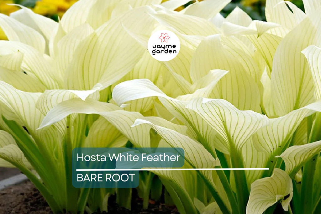 Rare White Feather Hosta | Live Bare Root Perennial | Shade-Loving Plant | Unique White Foliage | Cold Hardy | USDA Zones 3-9