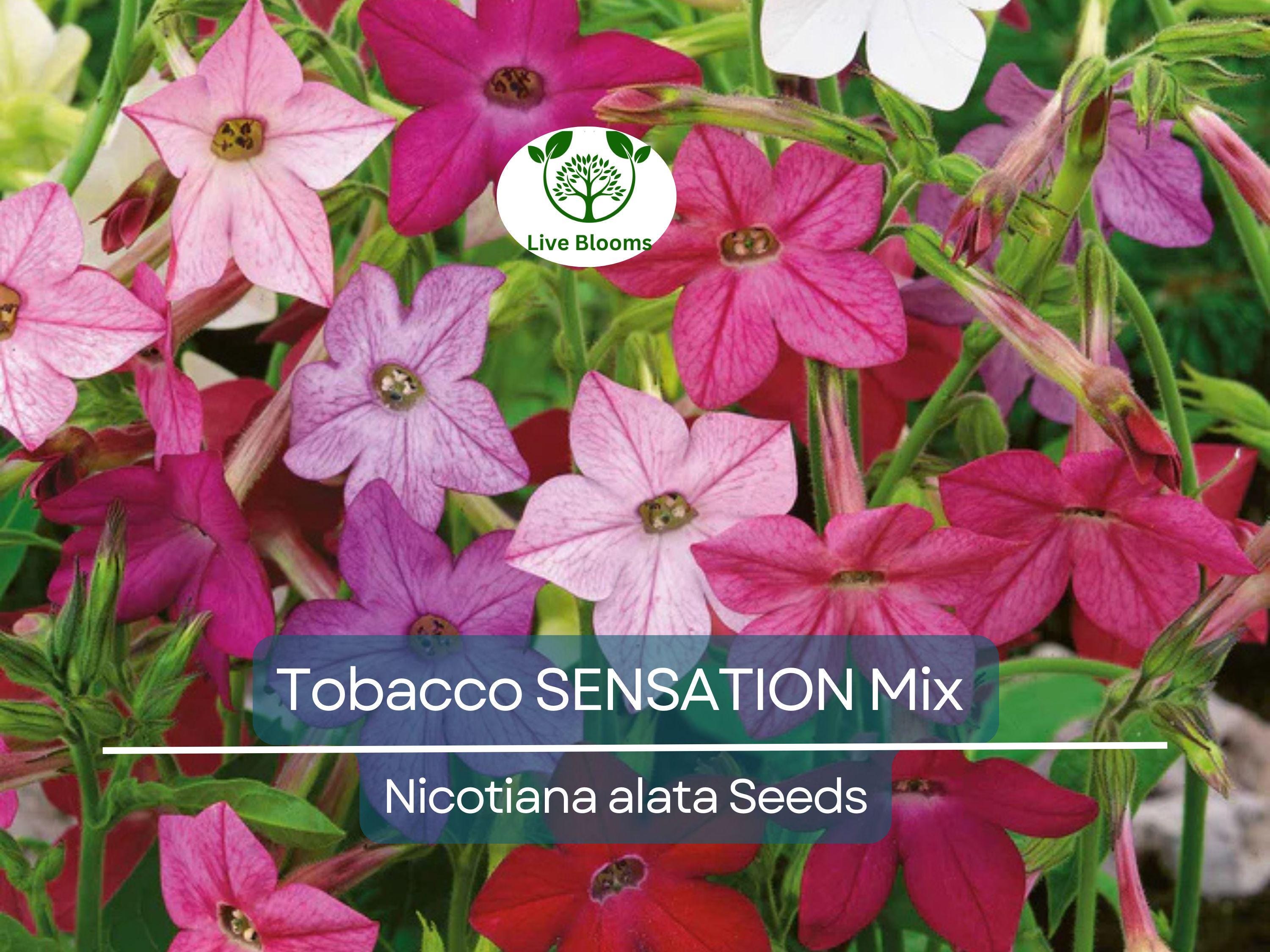 500 Seeds Tobacco SENSATION Mix (Nicotiana alata) Jasmine Fragrant Flowers Non-GMO, Aromatic Tobacco, Perfect for Gardens