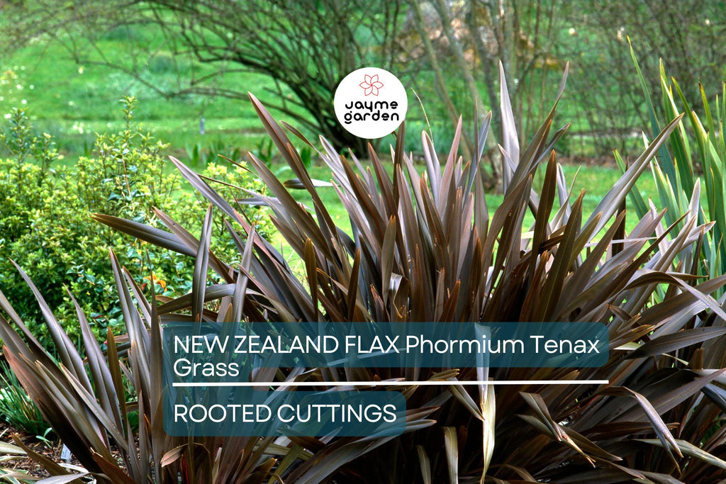 1 Rooted New Zealand Flax Plant - Phormium Tenax - Cold Hardy (10 F), 12" Tall, Potted, Ready to Plant