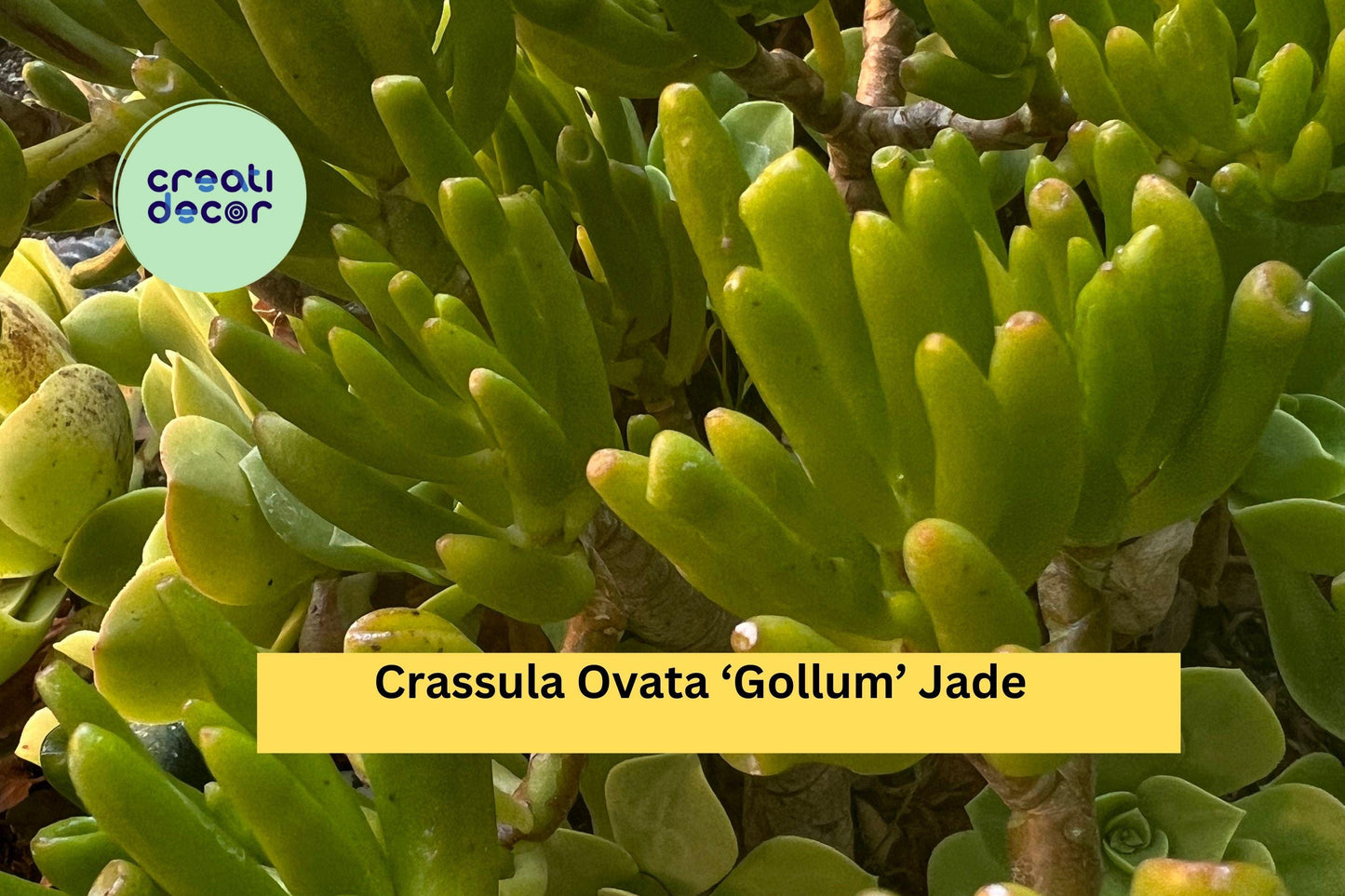 Crassula Ovata ‘Gollum’ Jade Plant | 3 Live Succulent Cuttings | Compact Ogres Ear Hobbit Variety for Indoor or Outdoor Growing