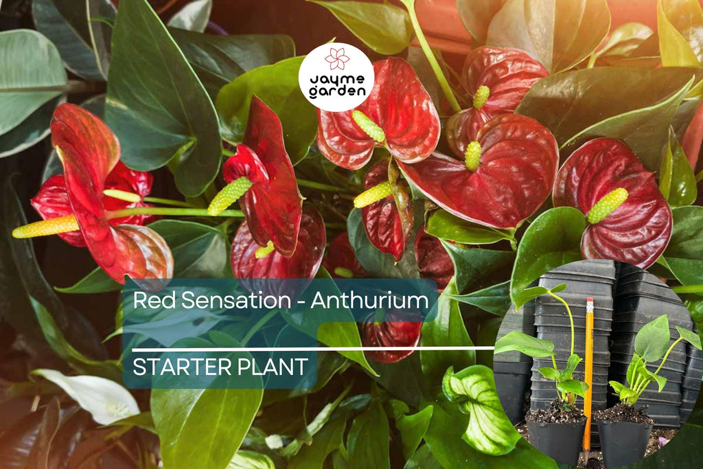 Red Sensation Anthurium Starter Plant - Live Well Rooted Seedling - King Veitchii, Indoor & Outdoor Flowering Plant