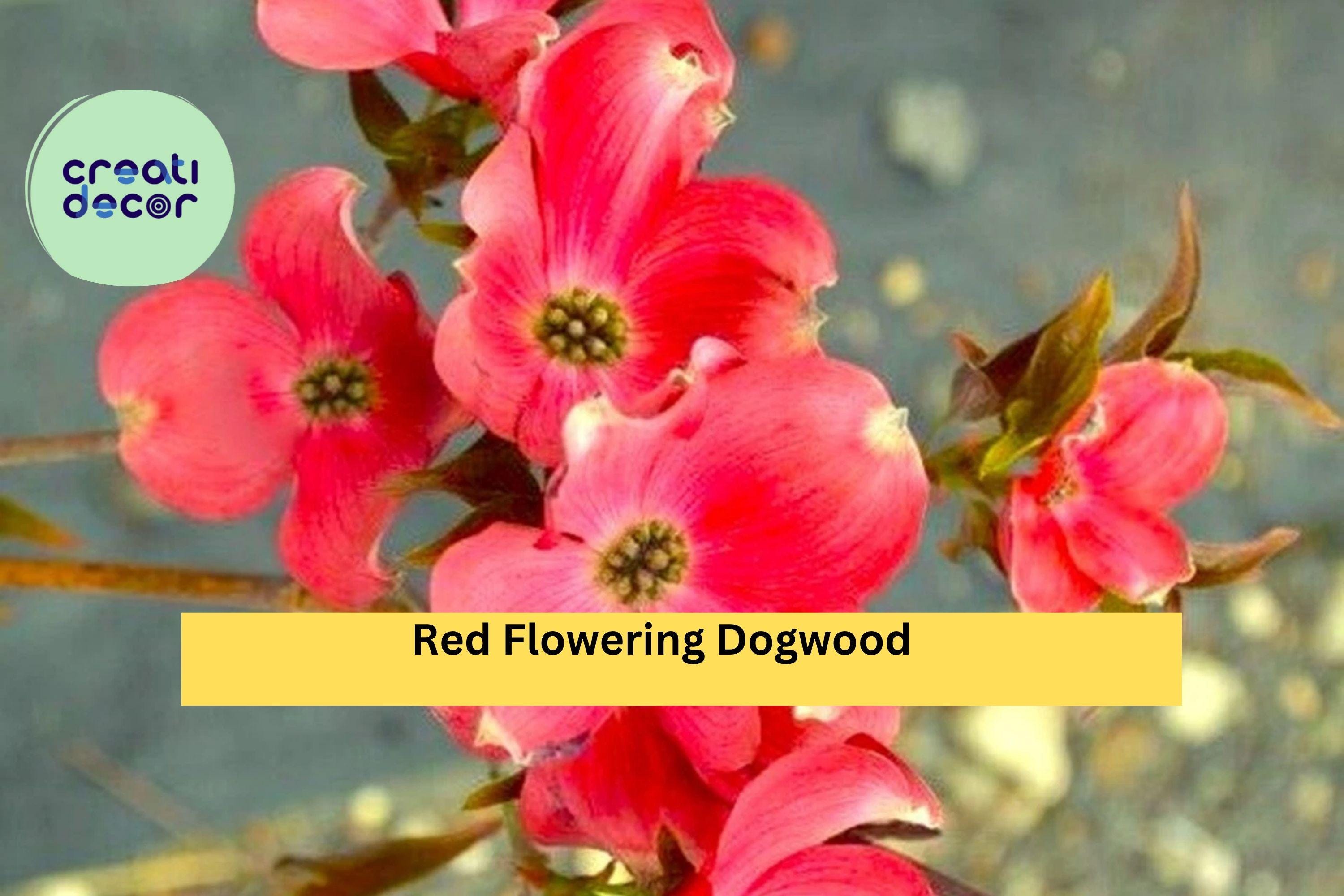 Red Flowering Dogwood Tree – Live Bare Root Tree 3–4 ft Tall, Cornus florida Variety, Ornamental Four-Season Beauty for Garden or Landscape