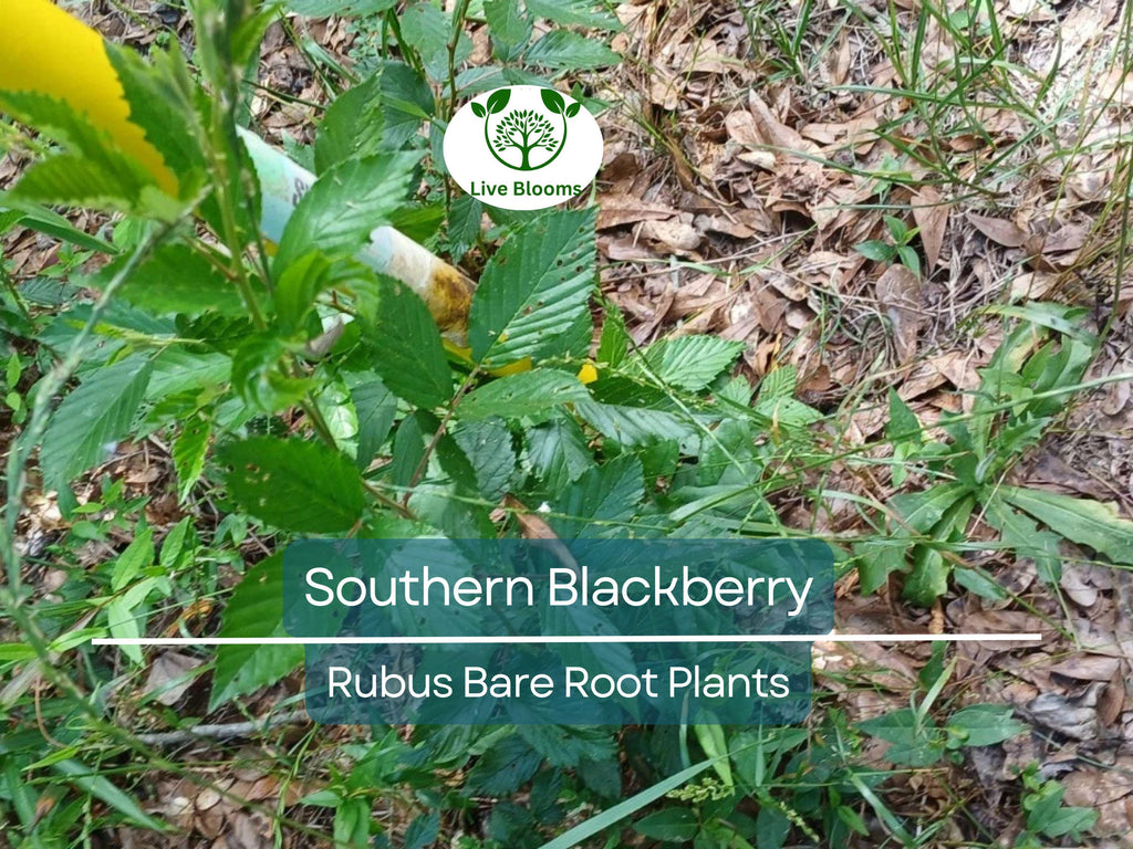 3 Southern Blackberry Plants – 2–3 Ft Tall Live Bare Root – Large, Sweet Fruit Bushes – Hardy & Fast Growing for Home Gardens