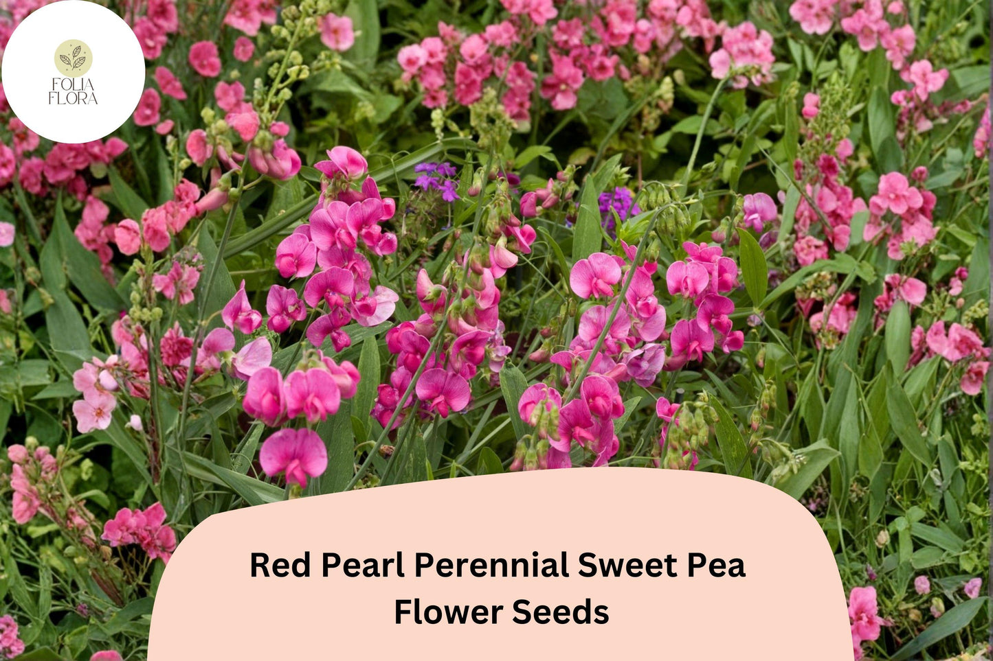 50+ Red Pearl Perennial Sweet Pea Seeds | Lathyrus latifolius Red Climbing Flower Vine for Garden Trellis