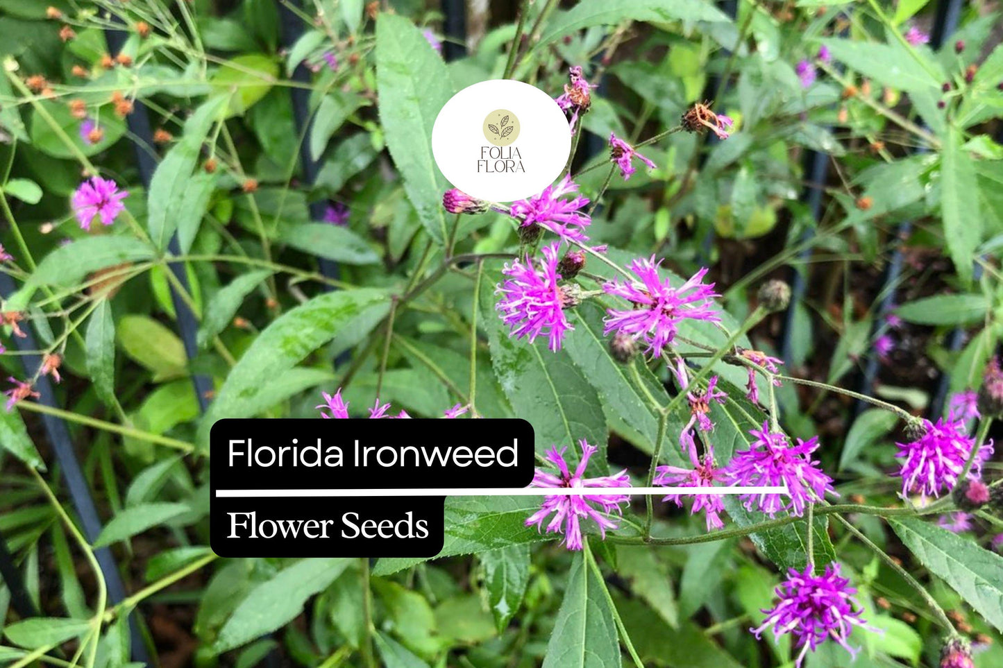 Florida Ironweed Seeds (25) | Vernonia angustifolia | Native Wildflower | Pollinator-Friendly Perennial for Natural Gardens