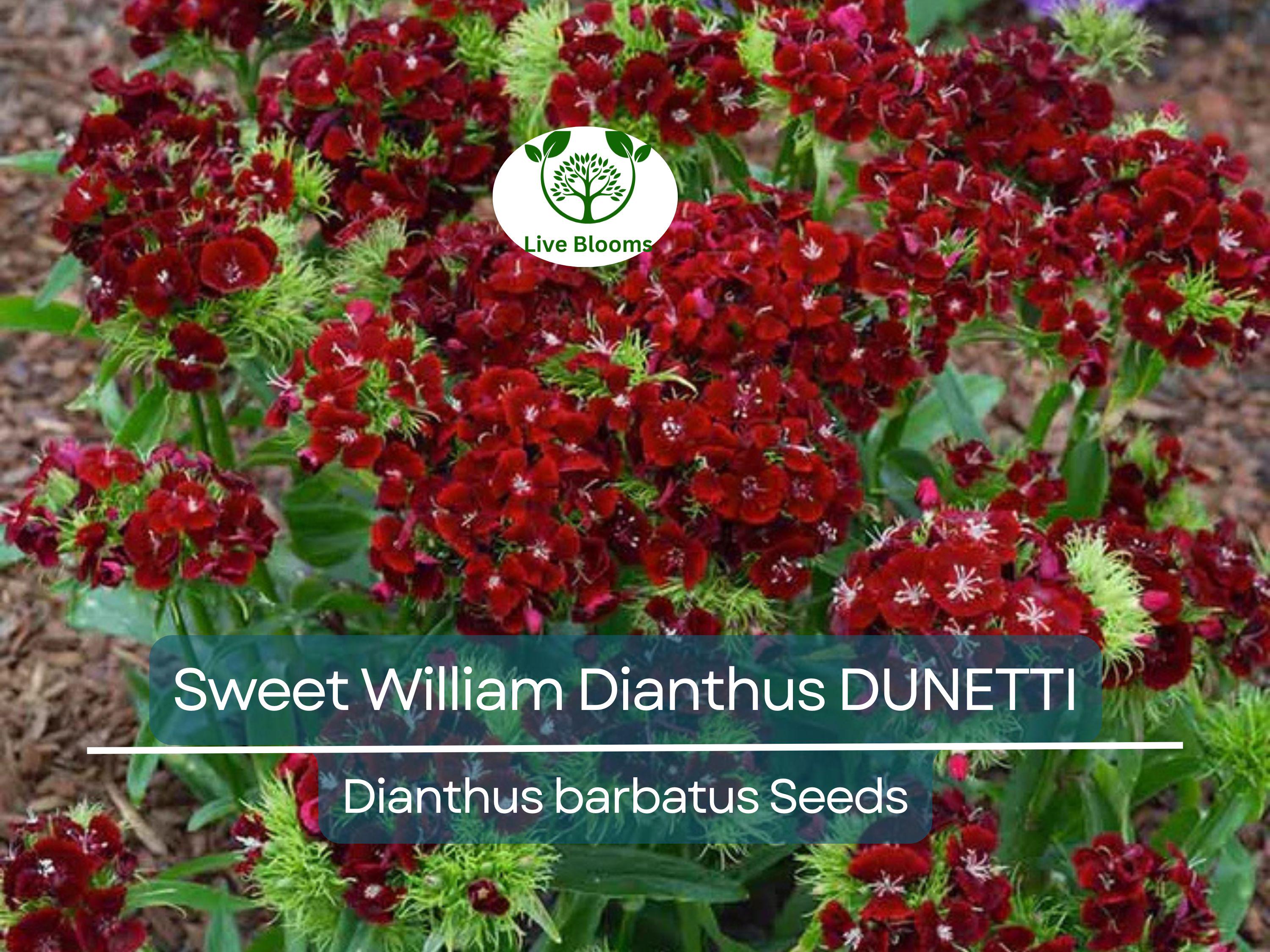 200 Seeds Sweet William Dianthus DUNETTI Red Flowers - Dianthus barbatus Non-GMO, Spring Blooms, Attracts Butterflies, Easy to Grow Seeds