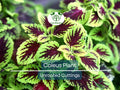 10 Coleus Unrooted Cuttings 2-6" Mixed Colors & Patterns - Easy to Root, Tropical Shade Plant, for Gardens and Containers, Vibrant Foliage