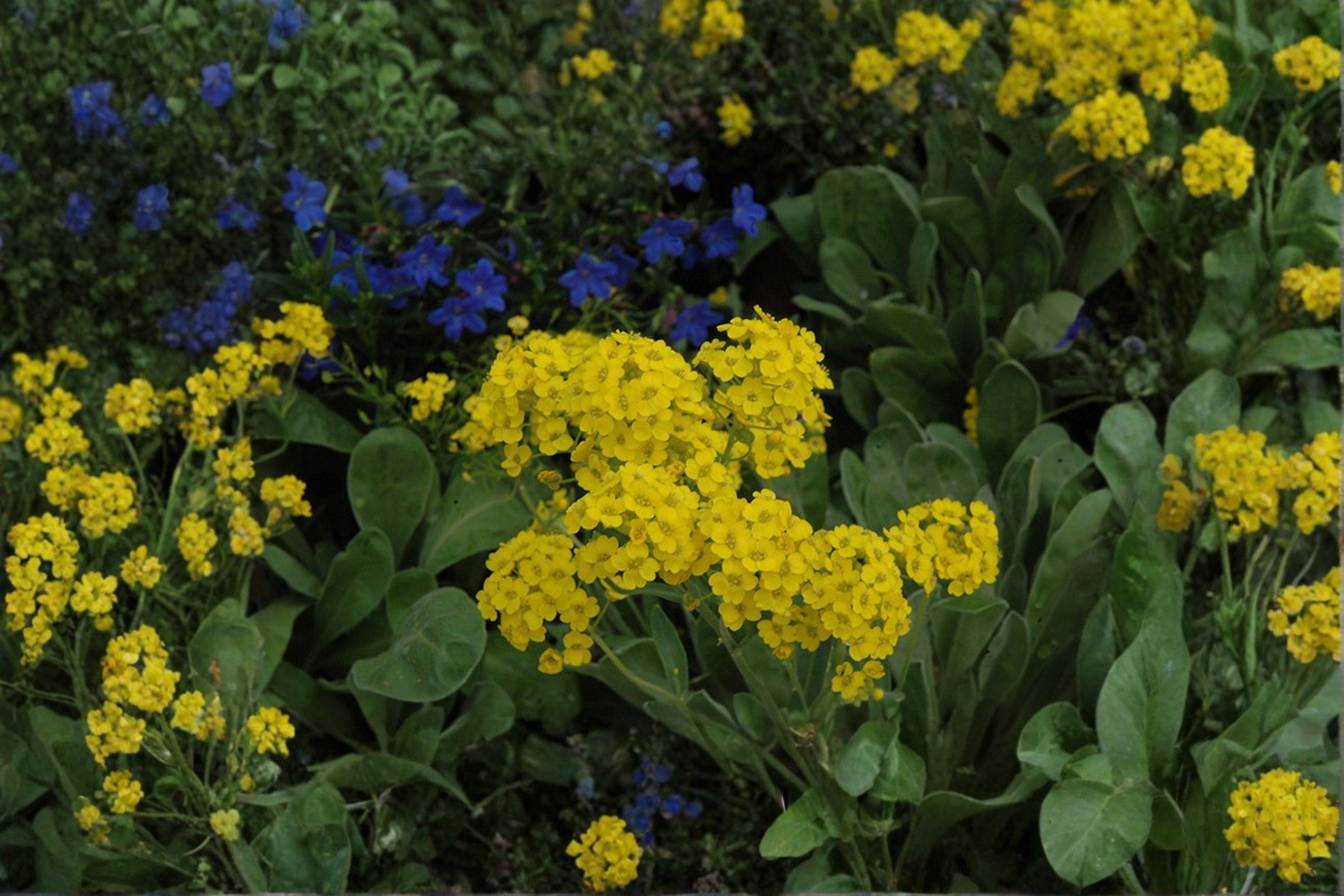 Basket of Gold – Alyssum saxatile 100 Seeds | Bright Yellow Blooms | Hardy Perennial
