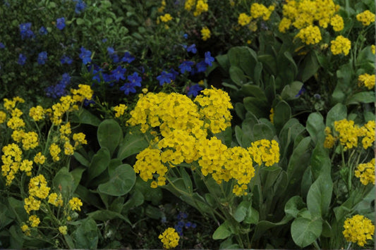 Basket of Gold – Alyssum saxatile 100 Seeds | Bright Yellow Blooms | Hardy Perennial