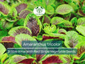 500 Edible Amaranth Red Stripe Leaf Seeds - Amaranthus tricolor Red Beauty Tricolor | Vibrant, Nutritious Leafy Green for Planting