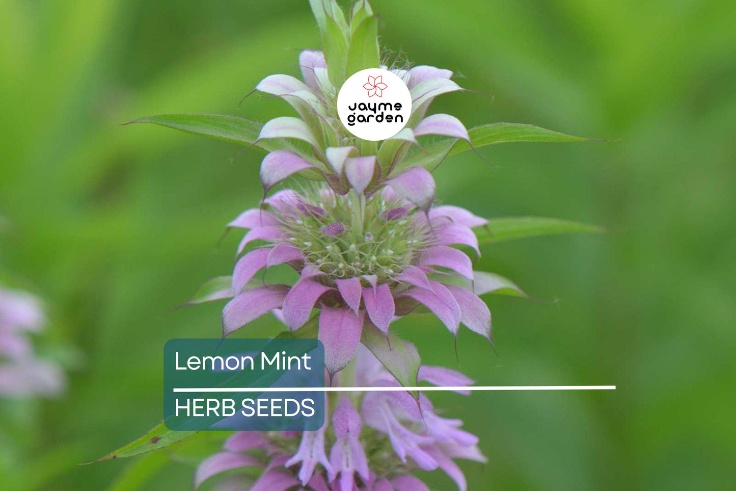 1,000 Lemon Mint Seeds – Non-GMO Culinary Herb, Edible Flowers, Free Shipping, USA Seller