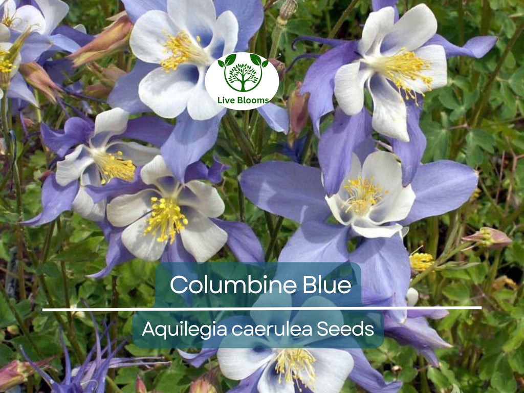 500 Seeds Columbine Blue, Perennial, Native Spring Blooms, Non-GMO, Aquilegia caerulea, Fall Planting, Pollinator-Friendly, Garden Flowers