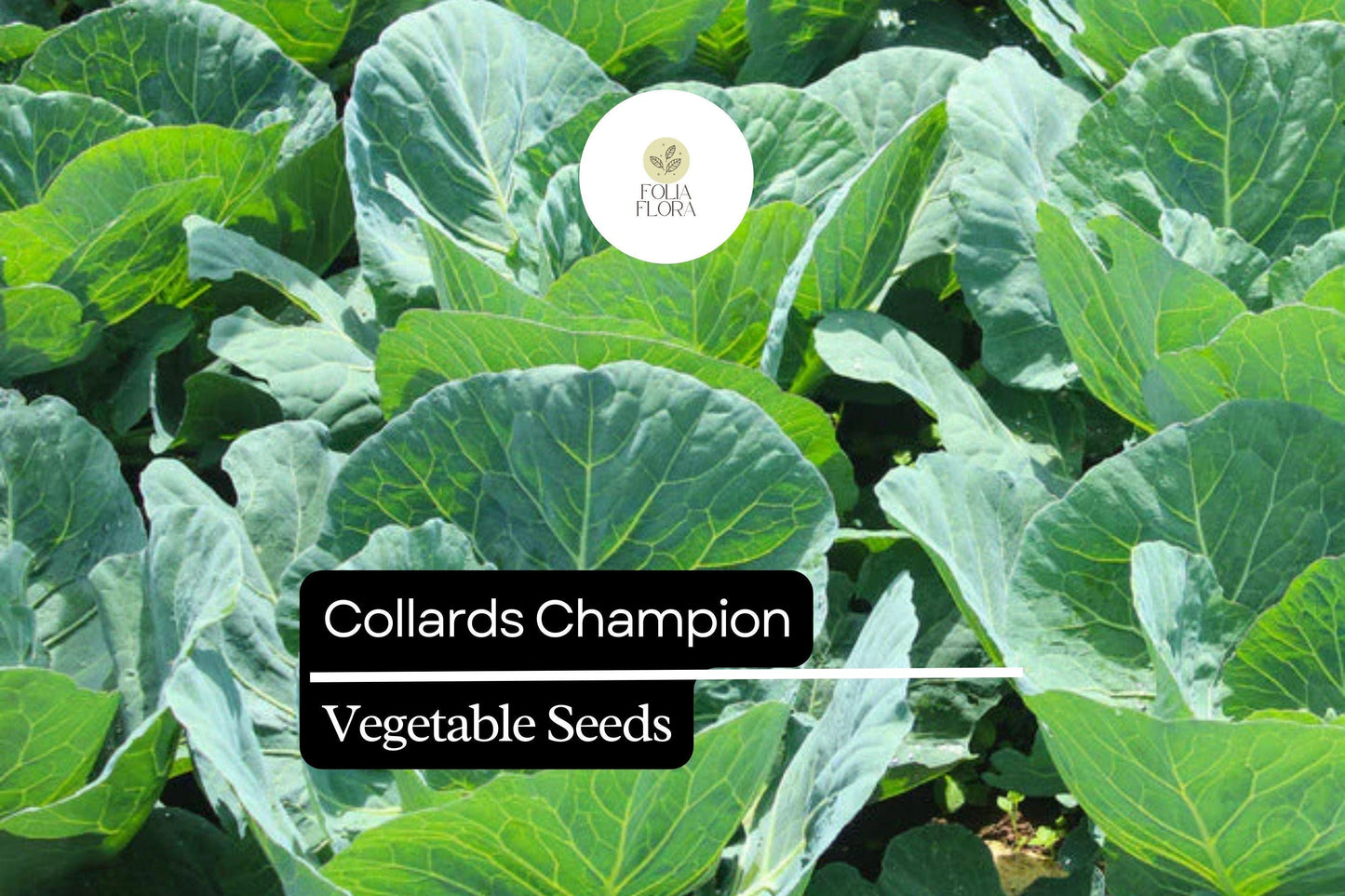 1g Collards Champion Seeds Brassica oleracea | Nutritious, Hardy, Heirloom Greens for Gardens & Containers