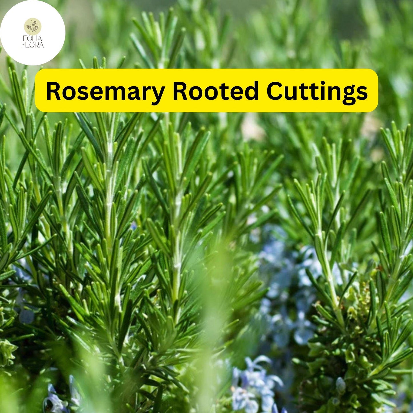 Lot of 2 Rosemary Cuttings - Live Plants, 5-8” Rooted Bare Root
