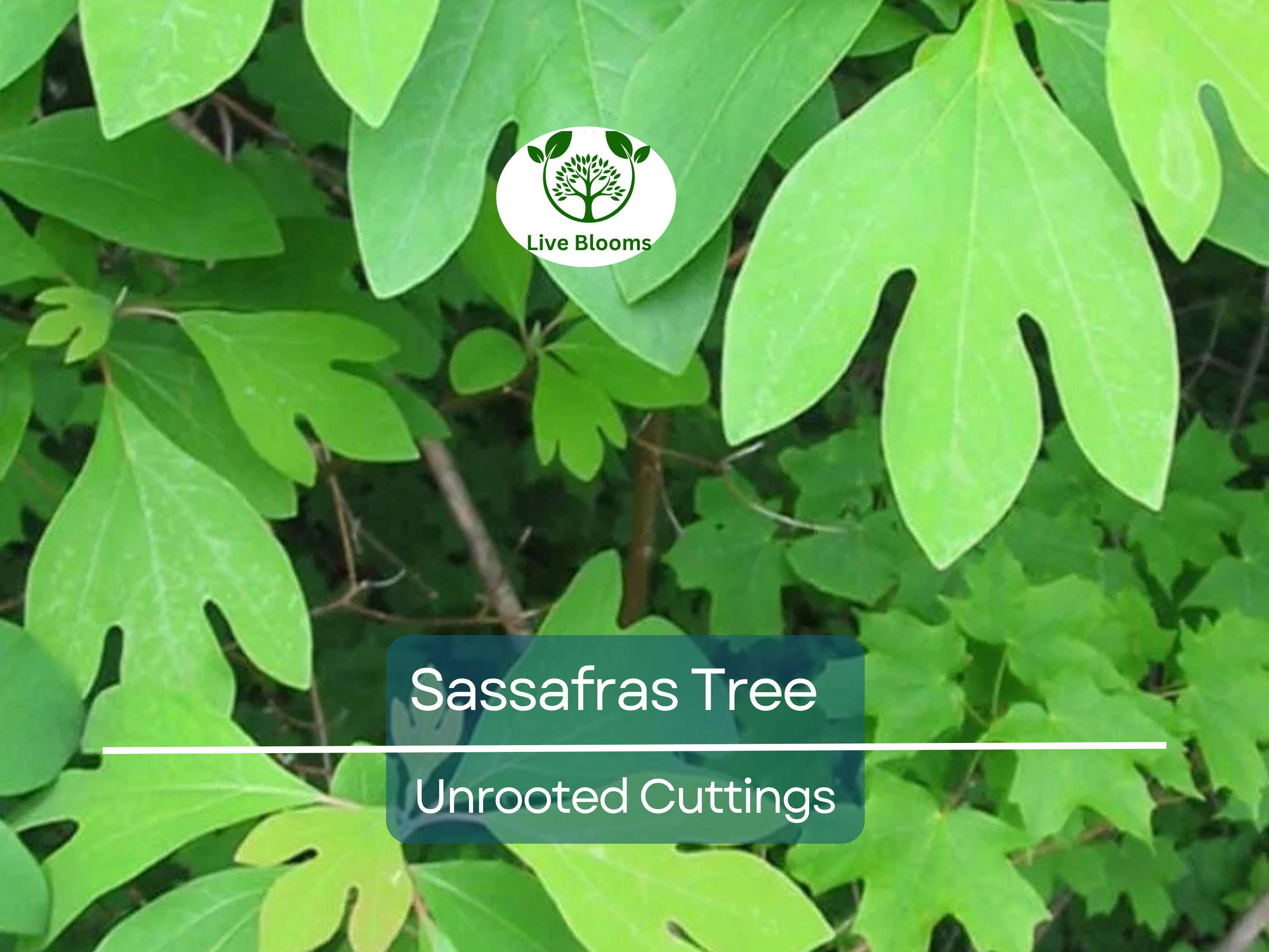10 Sassafras Cuttings – Fresh Unrooted Edible/Wildlife/Ornamental – Sassafras albidum – Wild Food, Garden Plant