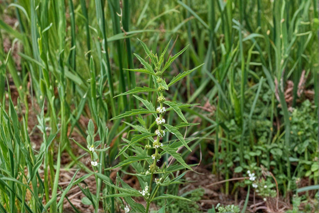 American Bugleweed – Lycopus americanus, Native Perennial | Wetland & Streamside Plant (500 Seeds)