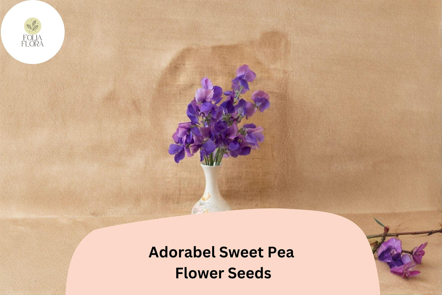 Adorabel Sweet Pea Seeds | Lathyrus odoratus Blooms Garden Planting (50+ Seeds)