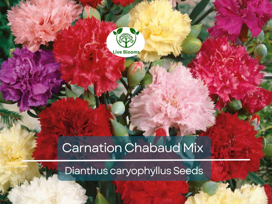 100 Carnation Chabaud Mix Seeds, Fragrant Cut Flowers, Non-GMO, Pollinator-Friendly, Florist-Grade, Vibrant Colors for Garden & Bouquets
