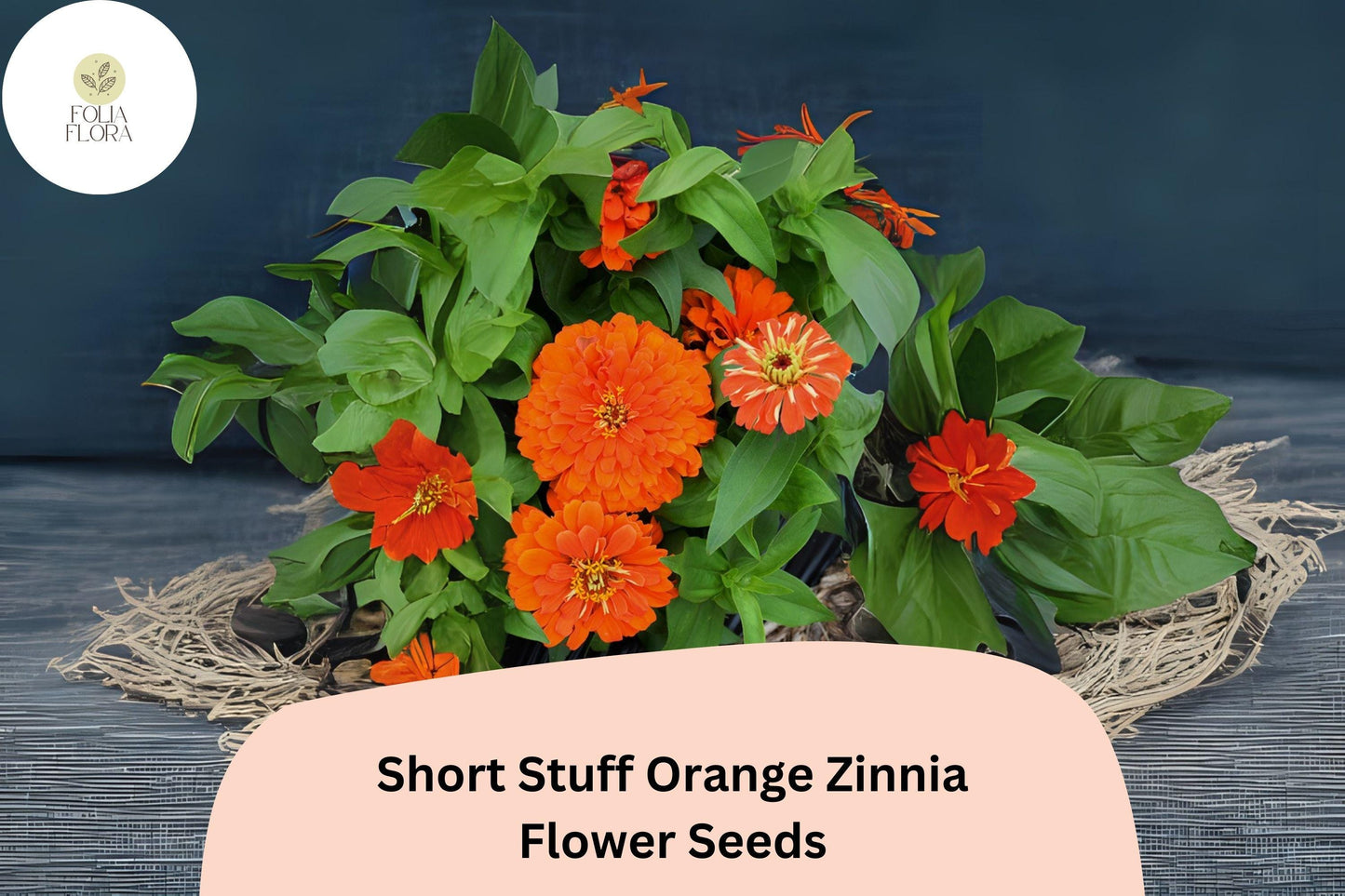 Short Stuff Orange Zinnia Seeds – 100+ Dwarf Bright Orange Annual Garden Flowers