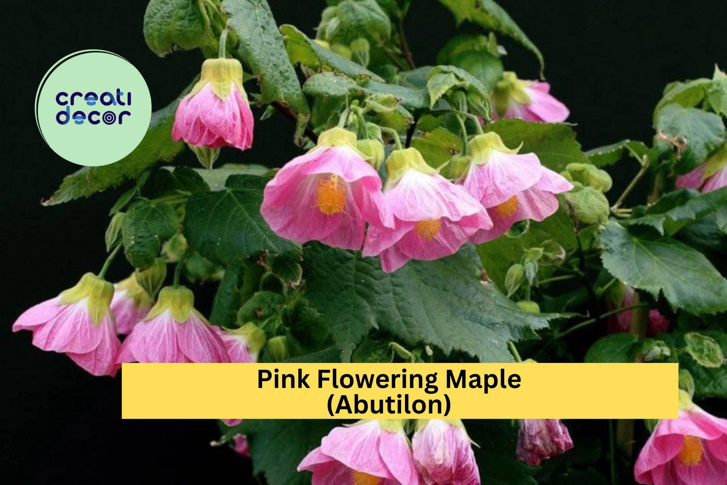 Abutilon Pink Flowering Maple | Live Rooted Starter Plant | Small Ornamental Shrub with Lantern-Like Blooms
