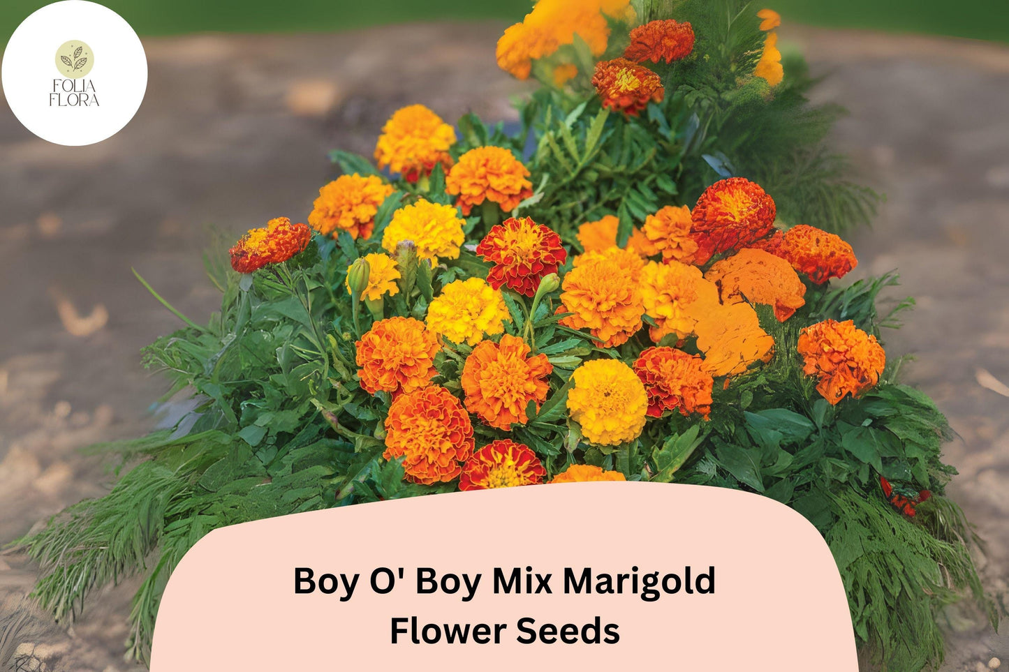 25+ Boy O' Boy Mix Marigold Seeds | Dwarf French Tagetes with Bright Orange, Yellow & Red Blooms for Garden and Pots