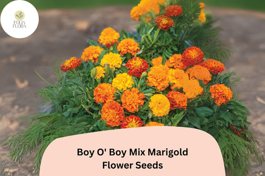 25+ Boy O' Boy Mix Marigold Seeds | Dwarf French Tagetes with Bright Orange, Yellow & Red Blooms for Garden and Pots