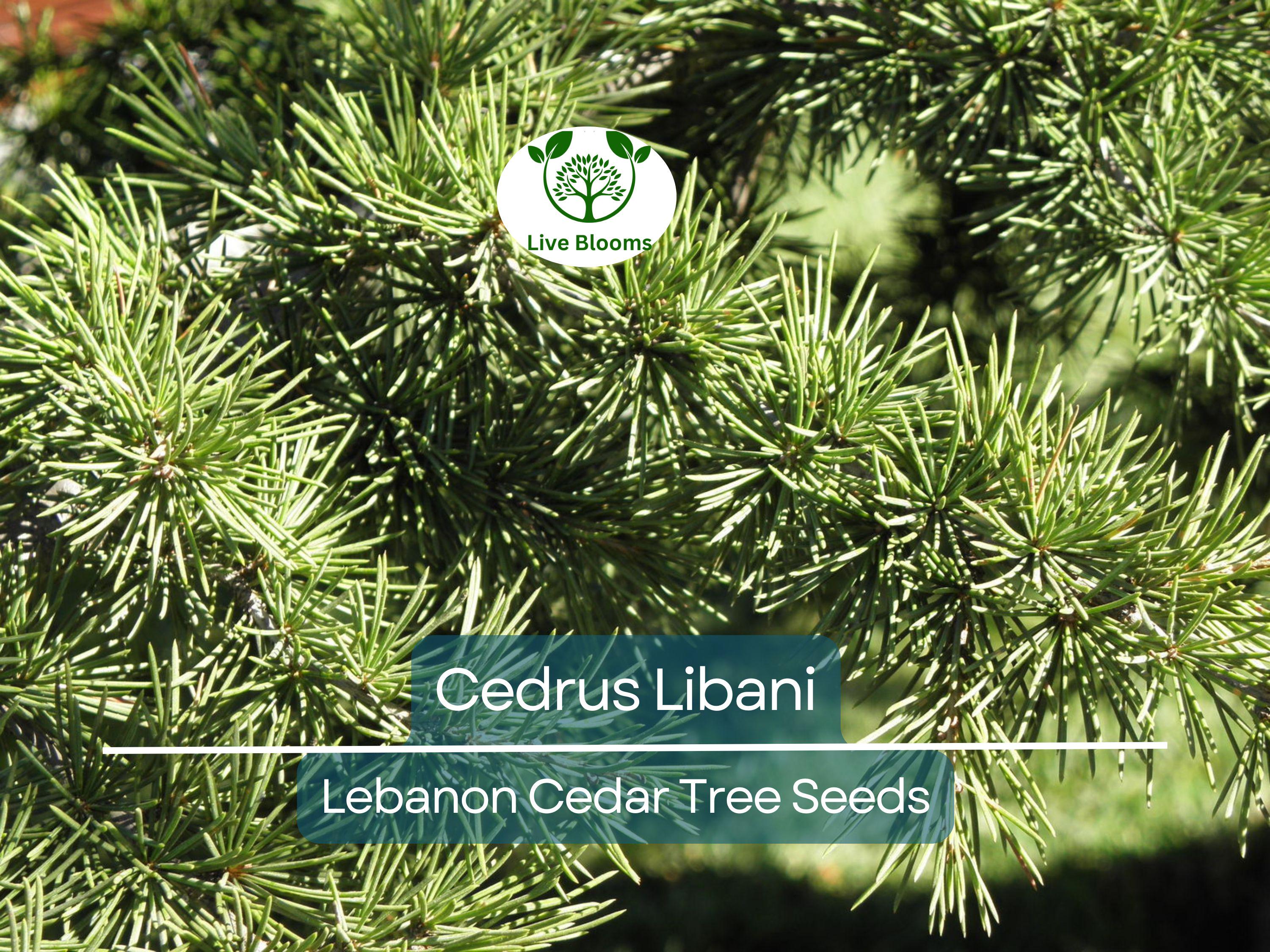 5 Seeds Cedrus Libani (Lebanon Cedar) for Planting - Evergreen Conifer Tree, Drought-Tolerant, Mediterranean Tree, Landscape & Garden Use
