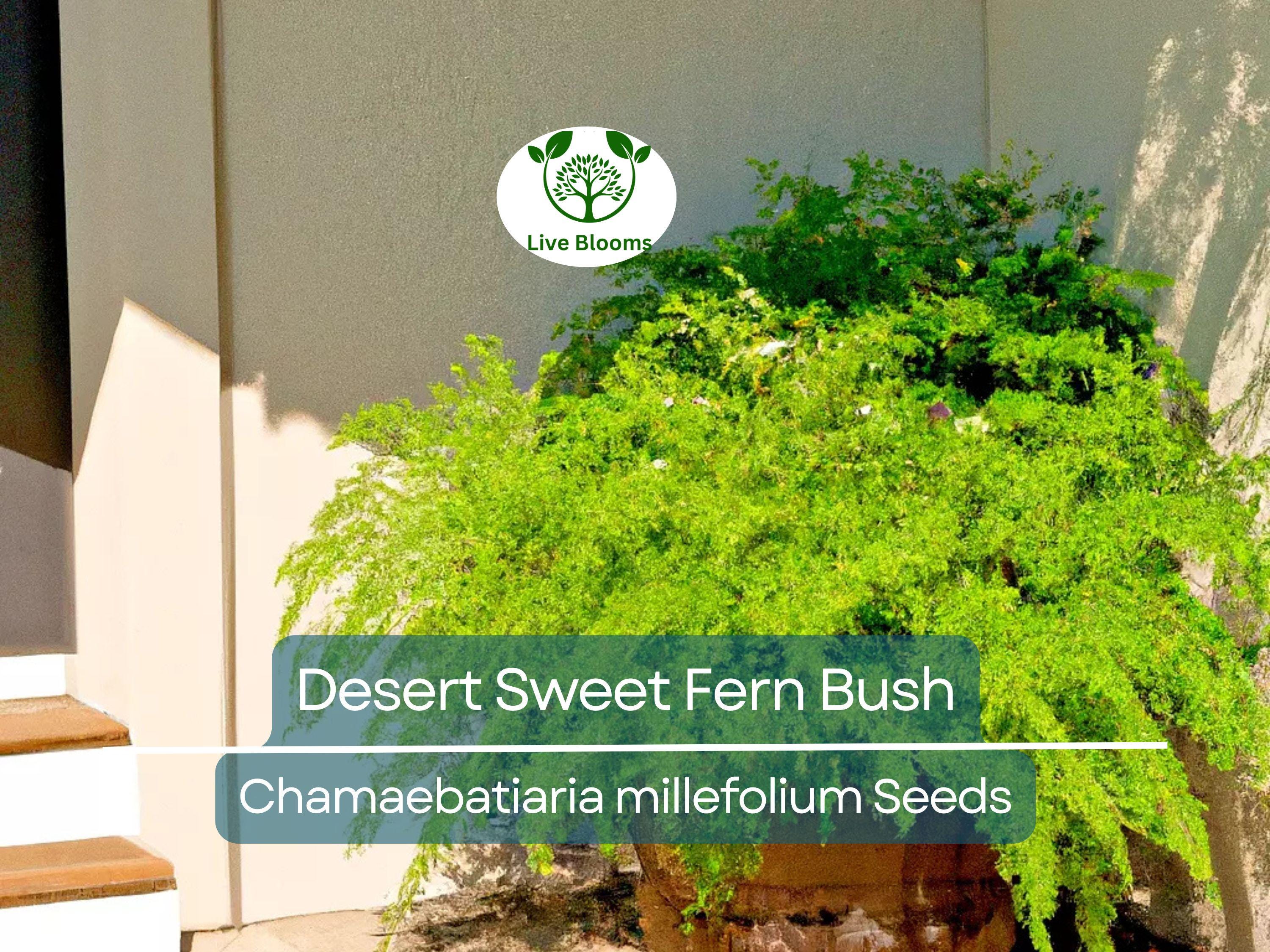 20 Desert Sweet Fern Bush Seeds (C. millefolium) | Native Hedge Shrub, Drought Tolerant, Low Maintenance, Perfect for Landscaping