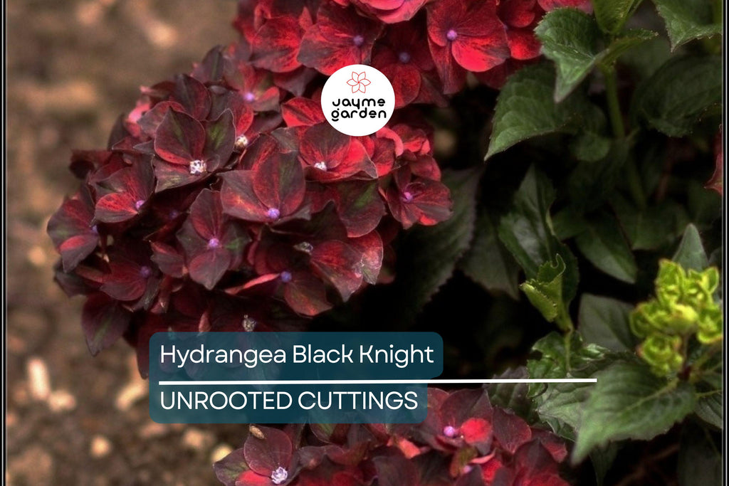 SUPER RARE Hydrangea Black Knight - 3 Fresh Cuttings for Rooting or Grafting, Unique Dark Blooms