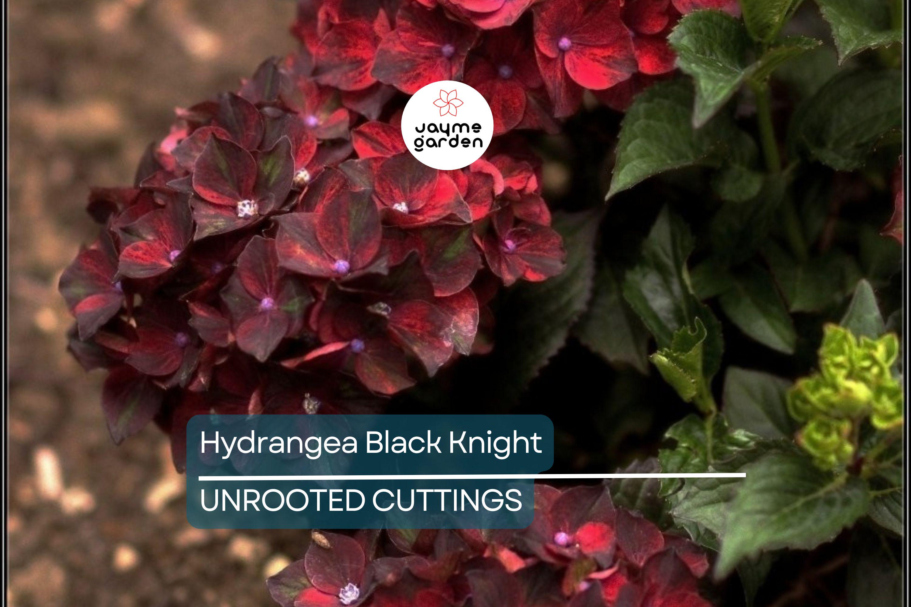SUPER RARE Hydrangea Black Knight - 3 Fresh Cuttings for Rooting or Grafting, Unique Dark Blooms