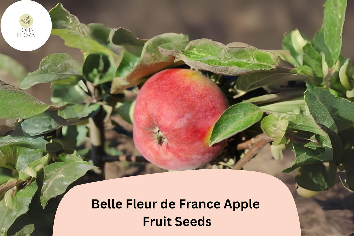 25+ Belle Fleur de France Apple Seeds for Planting | Heirloom French Apple Tree | Sweet Tart Fruit