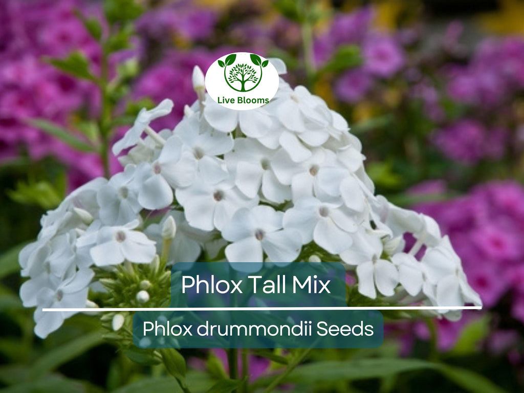 500 Seeds Phlox Tall Mix, Pink, White, Red Flowers, 18" Tall, Spring Blooms, Heirloom, Non-GMO, Perennial, Vibrant Garden Flowers