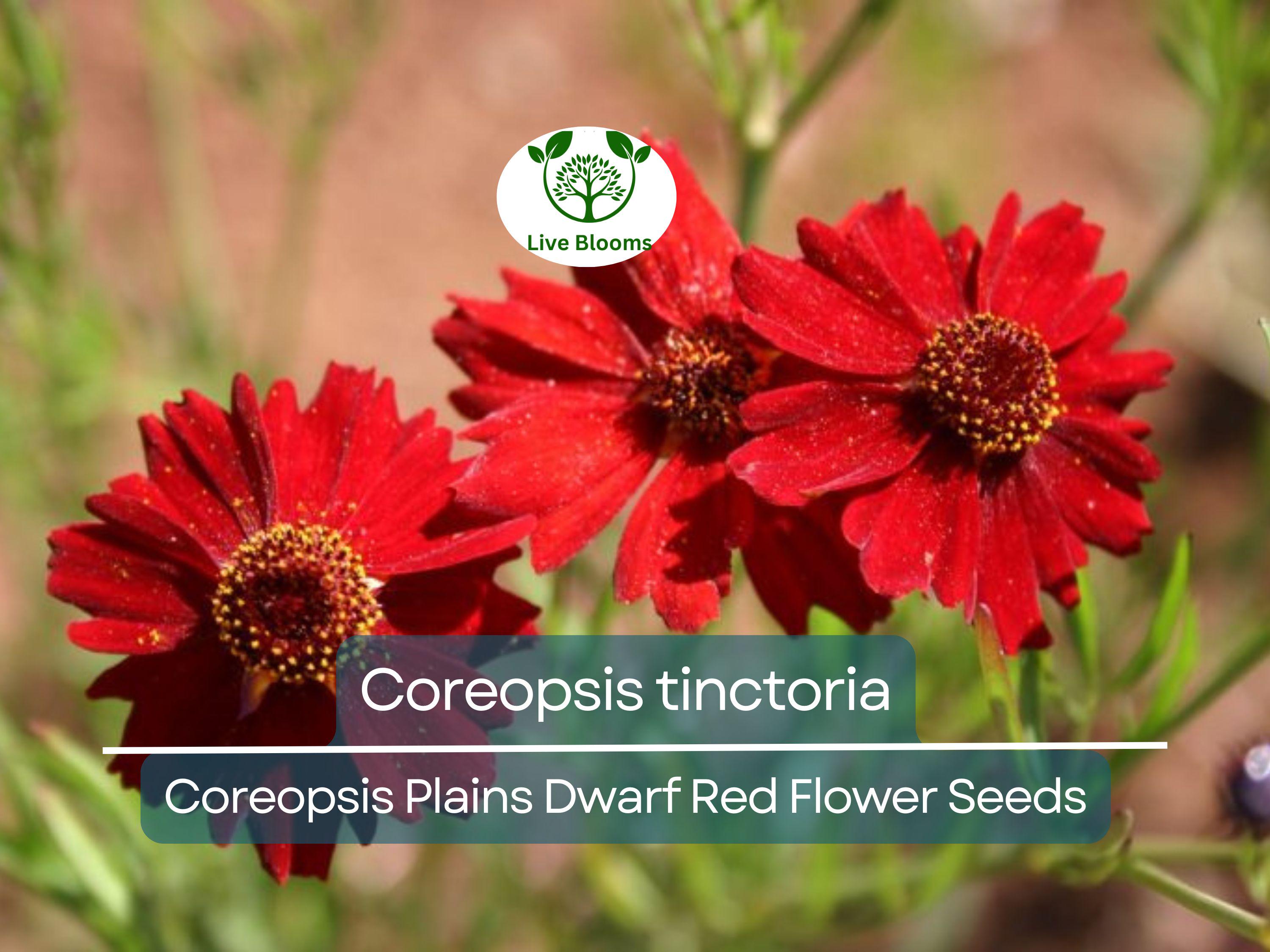 300 Seeds Coreopsis Plains Dwarf Red (Coreopsis tinctoria) Red Wildflower for Planting, Pollinator-Friendly, Low-Maintenance, Garden Blooms