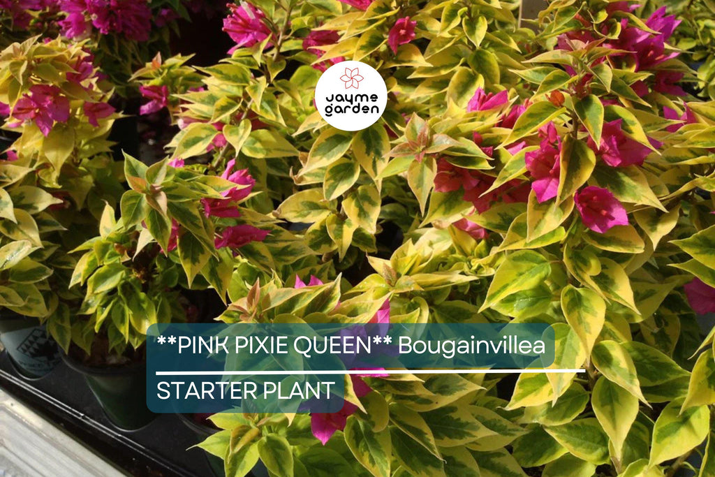 Pink Pixie Queen Bougainvillea | Small Well-Rooted Starter Plant | Live Tropical Plug by USA Seller | Indoor & Outdoor |