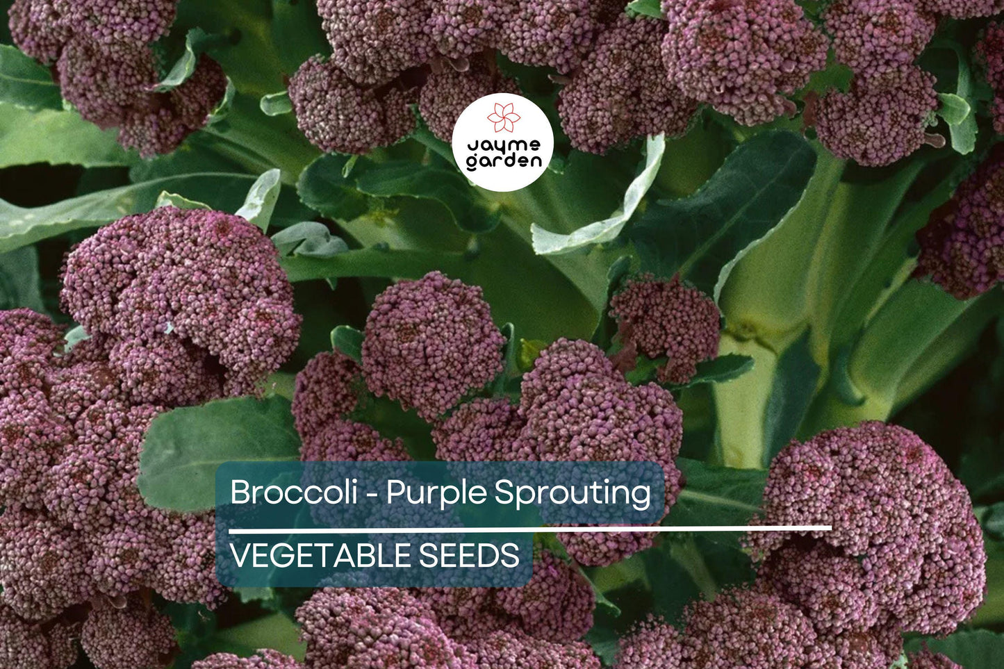 1,500 Purple Sprouting Broccoli Seeds – Non-GMO Heirloom, USA Seller, Cold Hardy