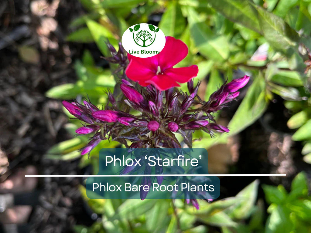 1 Phlox ‘Starfire’ – Live Bare Root Plant – Bright Red Summer Flowers – Pollinator-Friendly Perennial for Borders & Gardens