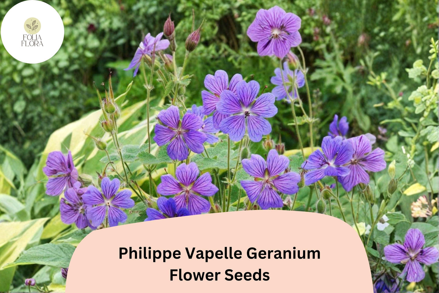 25+ Philippe Vapelle Geranium Seeds | Hardy Perennial | Purple-Violet Blooms for Garden Borders & Pollinator Gardens