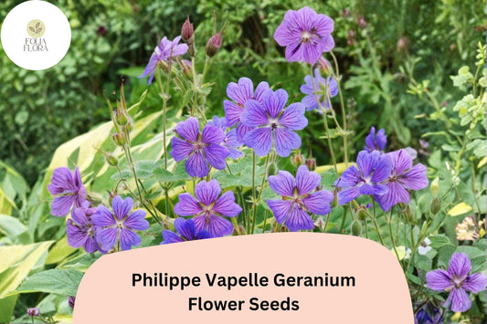 25+ Philippe Vapelle Geranium Seeds | Hardy Perennial | Purple-Violet Blooms for Garden Borders & Pollinator Gardens