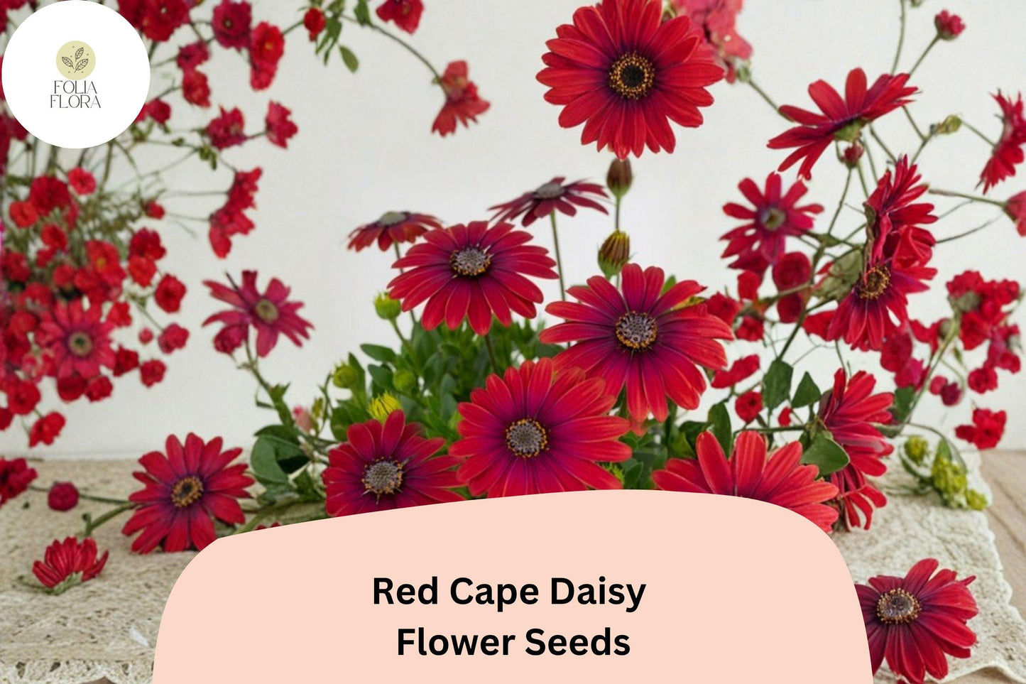 200+ Red Cape Daisy Seeds | Osteospermum ecklonis | Vibrant Red Blooms | Easy-Grow Garden Flower Seeds