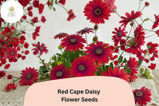 200+ Red Cape Daisy Seeds | Osteospermum ecklonis | Vibrant Red Blooms | Easy-Grow Garden Flower Seeds
