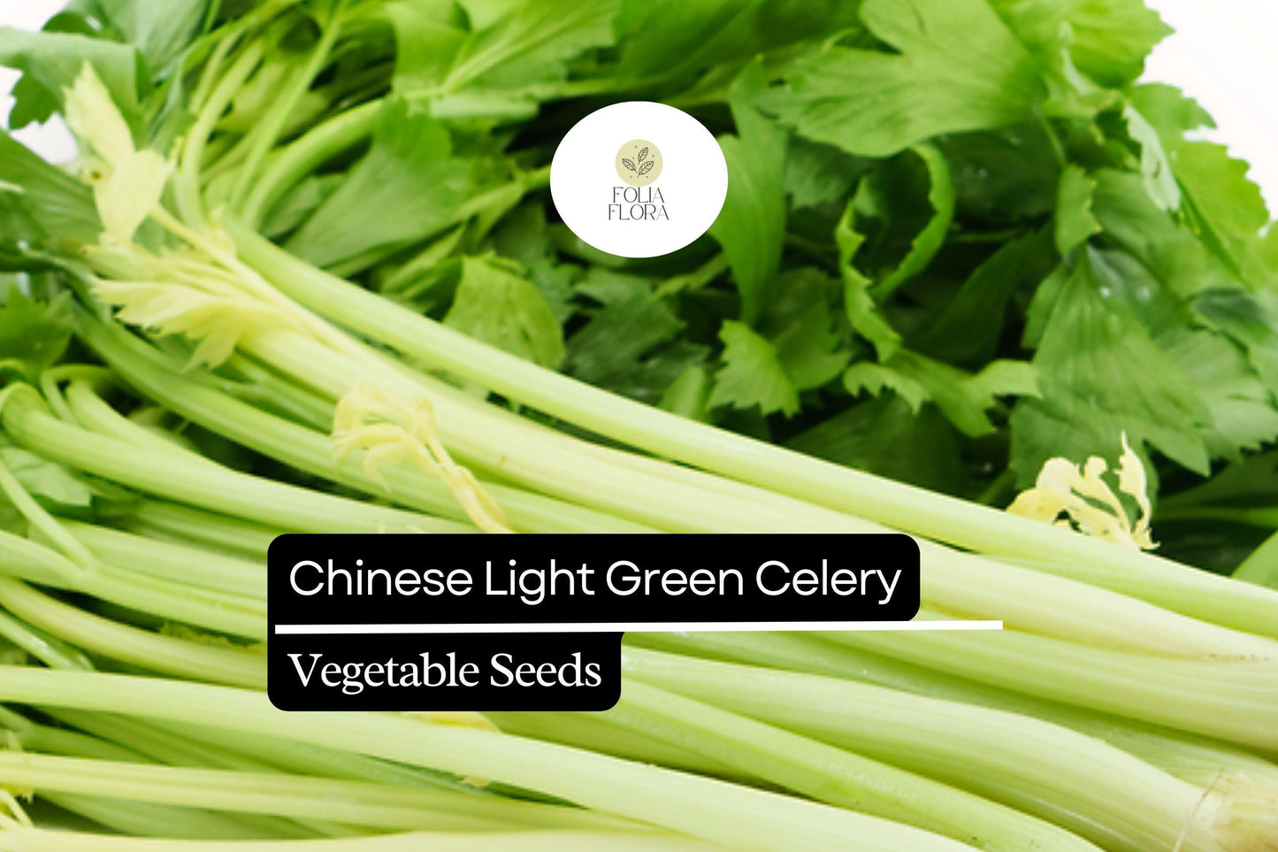 500 Seeds Chinese Light Green Celery, Heirloom Crisp Celery, Mild and Tender Stalks